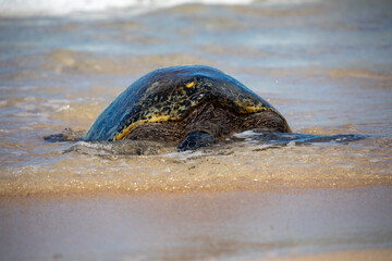 Large sea turtle coming out of the water onto a sandy beach.