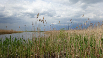 Wysoka trzcina nad jeziorem 