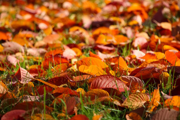 Autumn close-up background of bright red beech leaves with selective focus in the green grass in the botanical garden