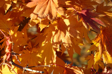 Fan maple branch with orange and red leaves in backlight against the sky in an autumn botanical garden (lat. Atropurpureum). Close-up