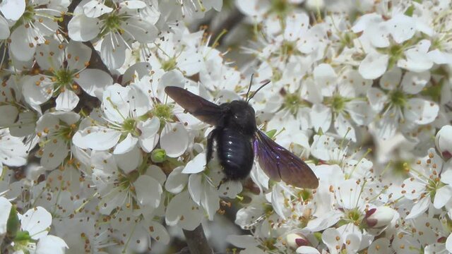 Black bumblebee collects nectar on blackthorn fowers.