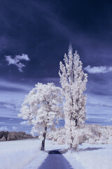 infrared photography - surreal ir photo of landscape with trees under cloudy sky - the art of our world and plants in the invisible infrared camera spectrum