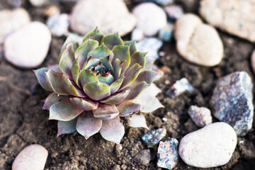 Beautiful green succulent in ground, stone rose. Natural background.