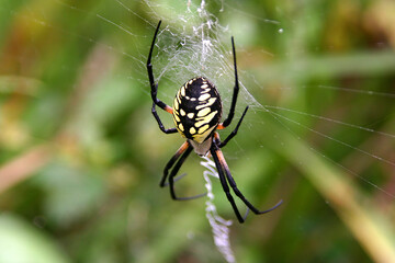 Black and Yellow Garden Spider Weaving Its Web