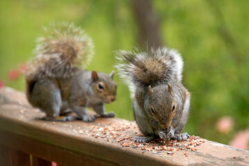 Naklejka na ściany i meble Squirrels Compete for Birdseed