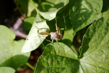 Praying Mantis Blends Into Its Leafy habitat