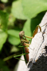 Praying Mantis Motionless Perched On Wall With Leg in Mouth