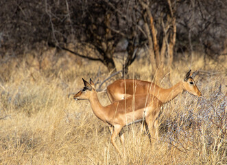 Naklejka na ściany i meble Impala antelope grazing in the dry African wilderness