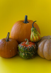 Still life of beautiful bright pumpkins on a yellow background. Various pumpkins on a yellow background.