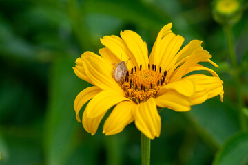 a small gray beetle sits on a yellow flower. High quality photo