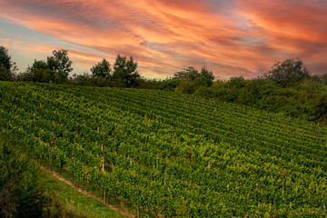 village in czech republic at sunset, grape field at sunset grape field, south moravia, czech landscape, vines field ready for harvest, restless picturesque sky