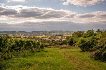 Fototapeta na wymiar grape field, south moravia, czech landscape, vine field ready for harvest, beautiful landscape