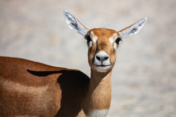 Blackbuck and indian antelope. Mammal and mammals. Land world and fauna. Wildlife and zoology.