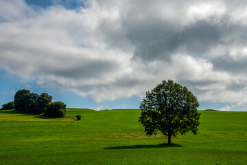 Walking on the green fields on a summer day