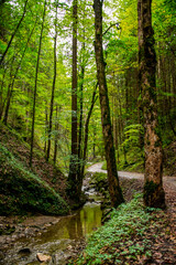 A rainy day in the green forest
