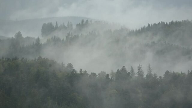 Nebelstimmung im Schwarzwald, Herbst.