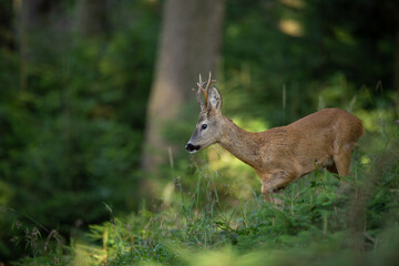 Obraz premium Roe deer buck walking in green forest.