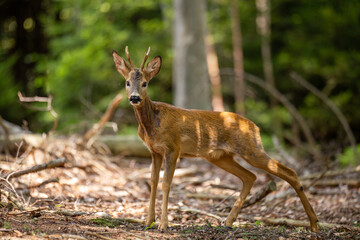 Young roe deer buck in forest.