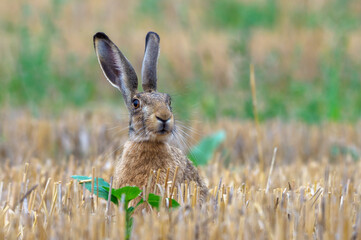 Wild European hare, lepus europaeus, sitting in grass