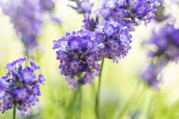 Obraz premium Soft and selective focus on lavender flower. Beautiful lavender in flower garden. Background, aromatic plant, beauty of spring nature