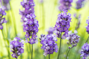 Soft and selective focus on lavender flower. Beautiful lavender in flower garden. Background, aromatic plant, beauty of spring nature