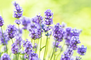 Obraz premium Soft and selective focus on lavender flower. Beautiful lavender in flower garden. Background, aromatic plant, beauty of spring nature