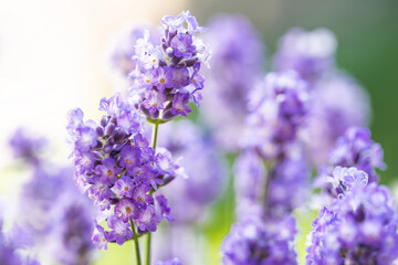 Fototapeta premium Soft and selective focus on lavender flower. Beautiful lavender in flower garden. Background, aromatic plant, beauty of spring nature