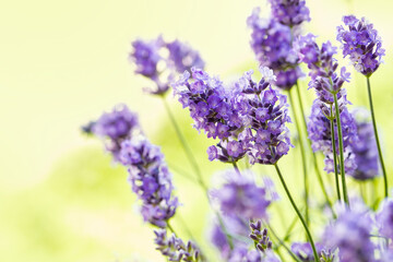 Soft and selective focus on lavender flower. Beautiful lavender in flower garden. Background, aromatic plant, beauty of spring nature