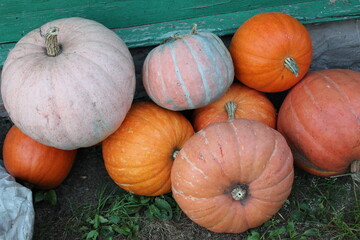 autumn pumpkin harvest on green grass. Orange pumpkins. Agriculture, horticulture, agronomy. The concept of environmentally friendly consumption.