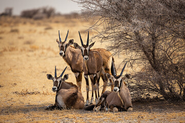 A group of oryx is near a tree in Etosha National Park, Namibia