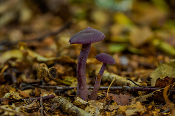 Amethyst deceiver mushroom