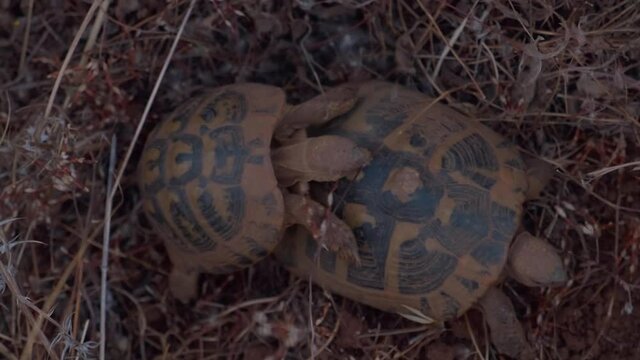 Reproduction of turtles in the natural environment. Male turtle tries to fertilize female by climbing on top of her. Female leaves male, male catches up with her and climbs from above. Slow motion, 4k