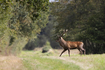 Stag Cervus elaphus in a European forest