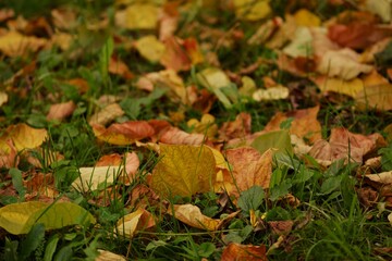 Autumn leaves on the grass in garden, yellow and golden leaves among green plants.