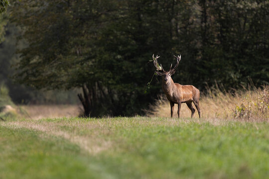 Stag Cervus elaphus in a European forest © denis