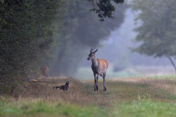 Stag Cervus elaphus in a European forest