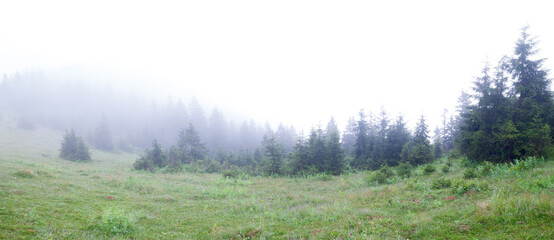 Fototapeta na wymiar Foggy morning in the forest. Spring weather with meadow and trees covered with fog. High altitude mountain plateau climate.