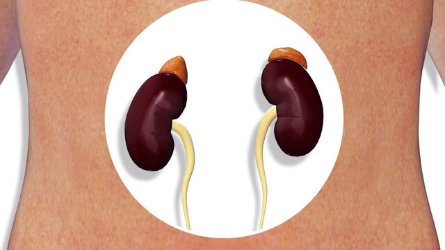 Kidneys, internal organs 3D render, anatomy of the human body, white background with luma matte for transparency.