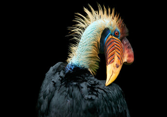 Isolated on black background, close up colourful tropical hornbill, native to Indonesia, Knobbed Hornbill, Aceros cassidix.  National bird of Sulawesi.