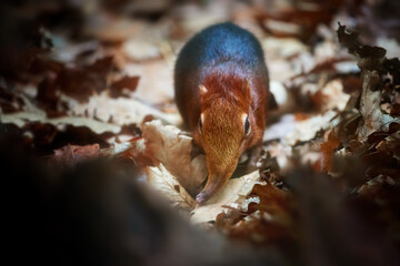 Very shy, rare to view Black and rufous elephant shrew, Rhynchocyon petersi,  native to the lowland montane and dense forests of Kenya and Tanzania, Africa. Animal in human care.