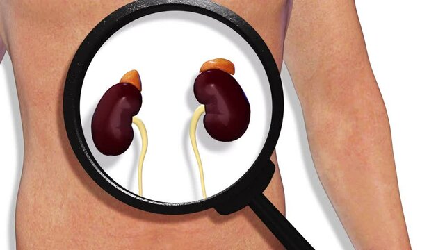 Kidneys, internal organs 3D render, anatomy of the human body, white background with luma matte for transparency.