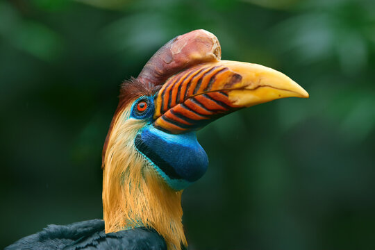 Portrait of extraordinary bird with huge, orange and red striped beak, blue head. Knobbed Hornbill, Aceros cassidix. Bird of Sulawesi.