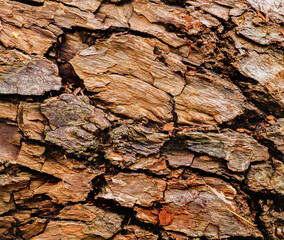 old tree bark .natural macro