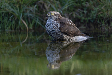 European Sparrowhawk Accipiter nisus bathing