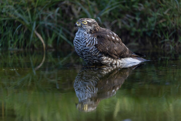 European Sparrowhawk Accipiter nisus bathing