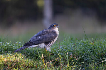 Obraz premium European Sparrowhawk Accipiter nisus bathing