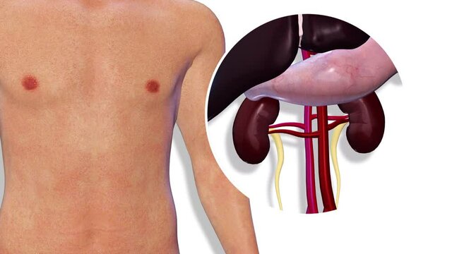 Kidneys, internal organs 3D render, anatomy of the human body, white background with luma matte for transparency.