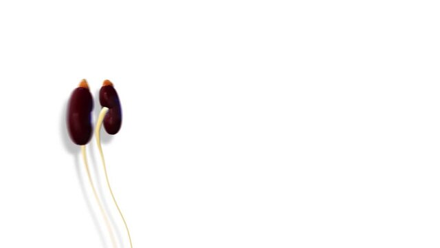 Kidneys, internal organs 3D render, anatomy of the human body, white background with luma matte for transparency.