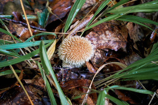 Lycoperdon echinatum, puffball mushroom, spiny puffball, spring puffball.