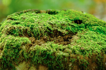 Muschio verde che ricopre un ceppo di legno in un bosco.
